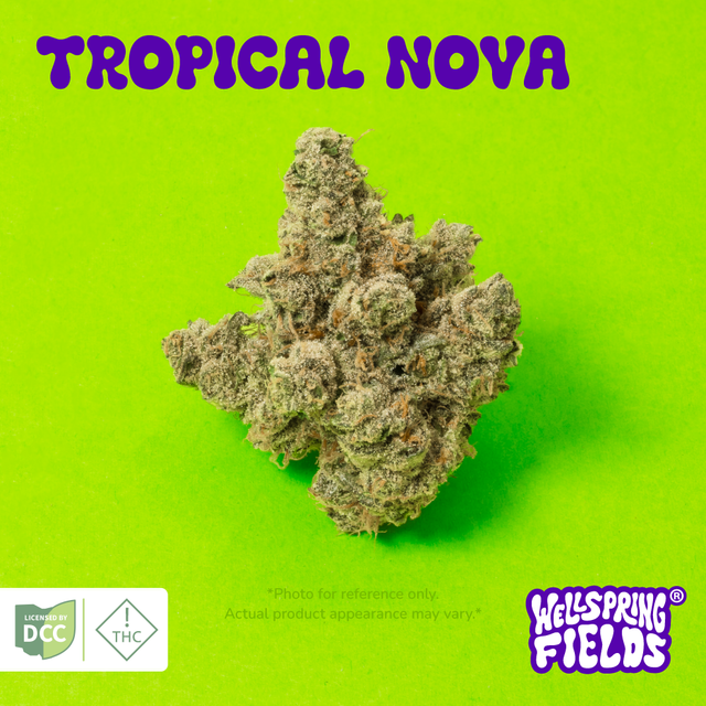 Tropical Nova Wellspring Fields