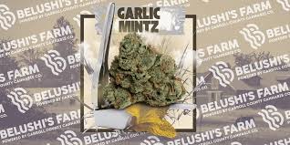 Garlic Mintz