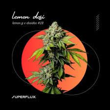 Lemon Dosi Superflux Lemon Dosi Superflux