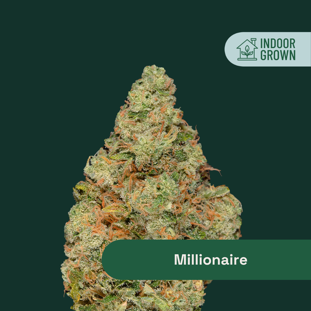Millionaire The Botanist