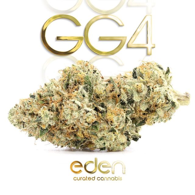 GG4 ShMediums