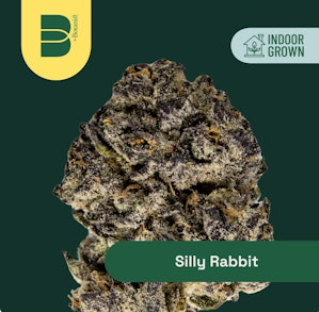 Silly Rabbit