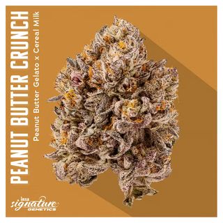 Peanut Butter Crunch I.N.S.A.