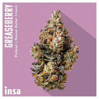Cannabis Promo, Cannabis Sales, Cannabis Offers, Cannabis on Sale, INSA: All 3.5g Flower $20 2