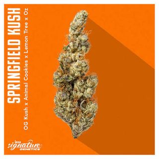 Springfield Kush I.N.S.A.