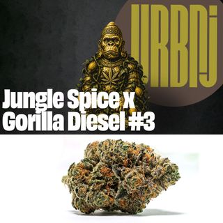 Jungle Spice x Gorilla Diesel #3 Smalls Urbnj