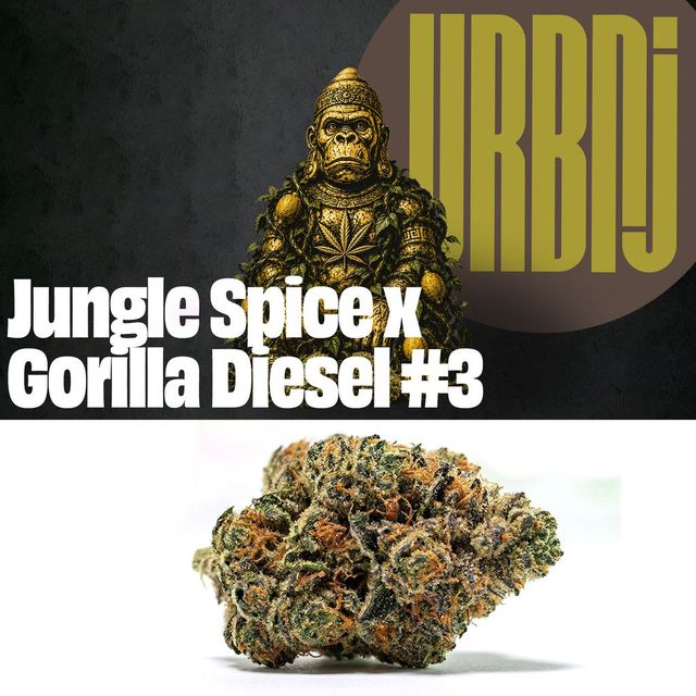 Jungle Spice x Gorilla Diesel #3 Smalls Urbnj