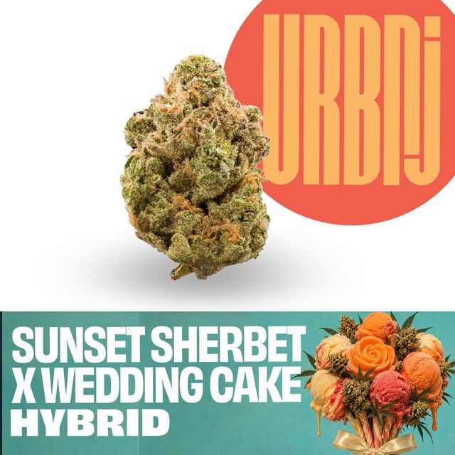 Sunset Sherbet x Wedding Cake Smalls Urbnj