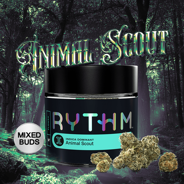 ANIMAL SCOUT RYTHM ANIMAL SCOUT RYTHM