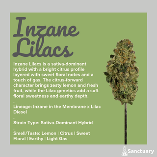 Inzane Lilacs Sanctuary