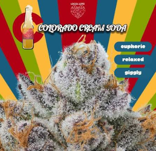 Colorado Cream Soda Locol Love