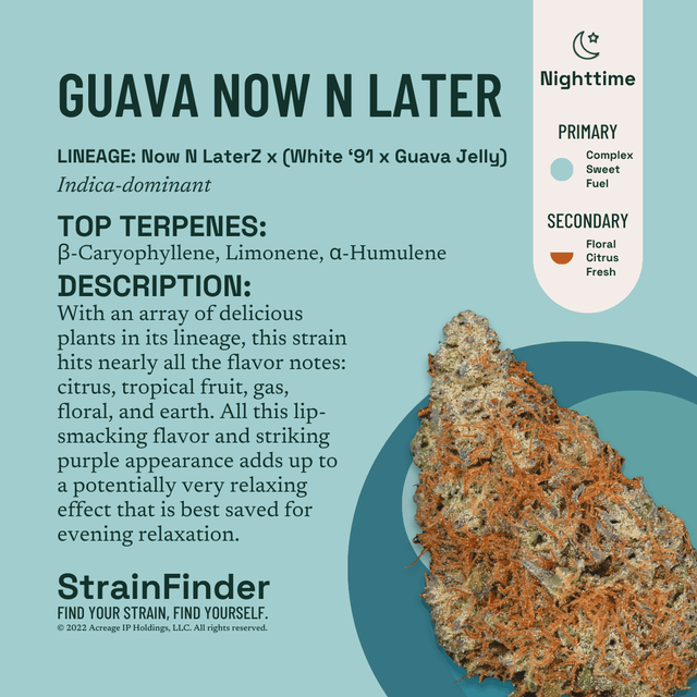 Guava Now N Later The Botanist