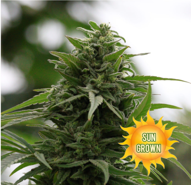 Sour OG