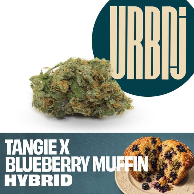 Tangie x Blueberry Muffin URBNJ