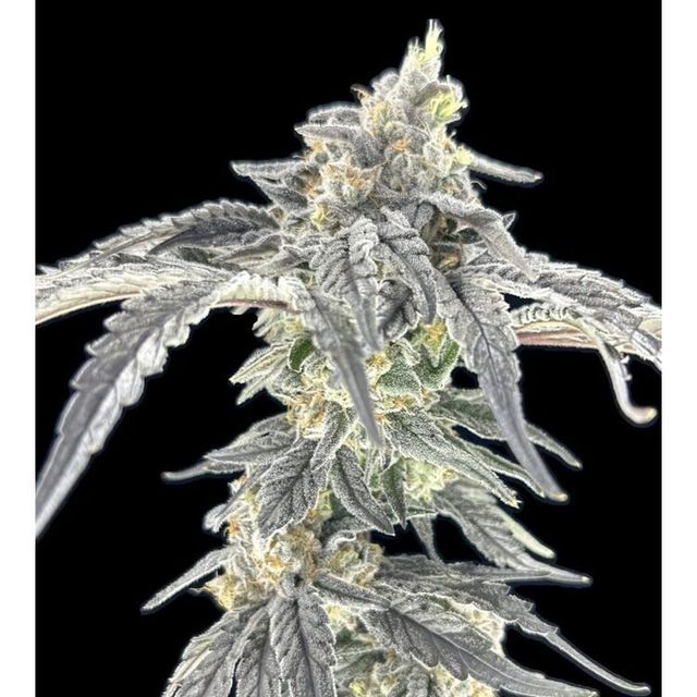 Specimen X Green Lightning