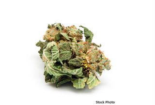 Boss Mints Pharmacann