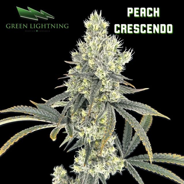 Peach Crescendo Green Lightning Peach Crescendo Green Lightning