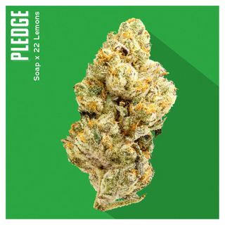 Cannabis Promo, Cannabis Sales, Cannabis Offers, Cannabis on Sale, INSA: Two 3.5g Flower For $37 2