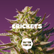 Blackberry | Crickets | Super Indica Drops Blackberry | Crickets | Super Indica Drops