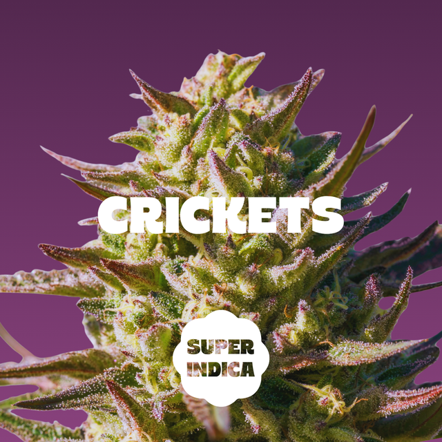 Blackberry | Crickets | Super Indica Drops Blackberry | Crickets | Super Indica Drops