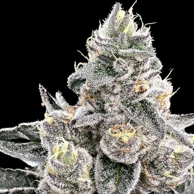 Platinum Runtz Atlas Seed