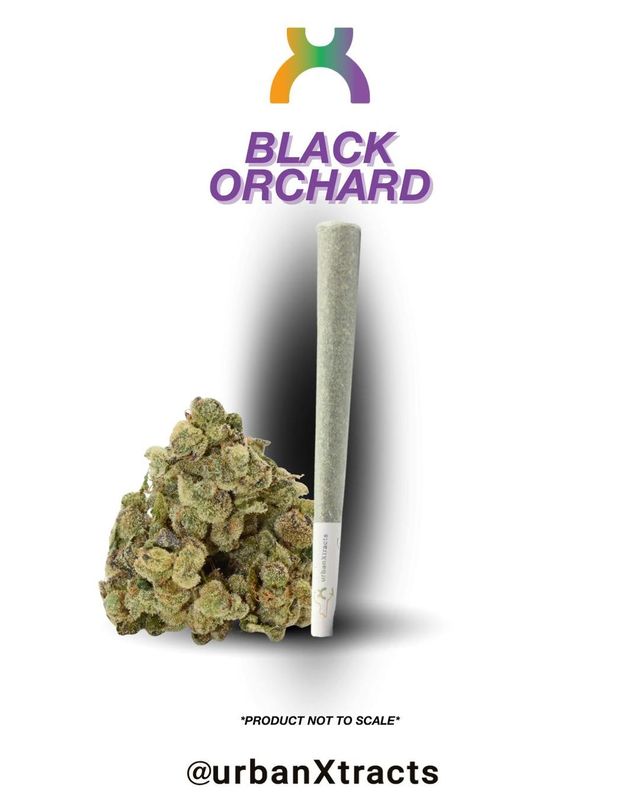 Black Orchard urbanXtracts