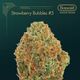 Strawberry Bubbles The Botanist Strawberry Bubbles The Botanist
