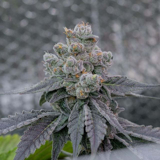 Bosscotti Sol Canna