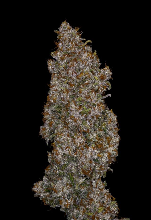 AK47 Sol Canna