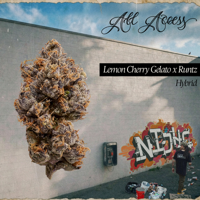 Lemon Cherry Gelato x Runtz All Access by Niche