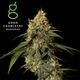 Larry Burnz Good Chemistry Nurseries Larry Burnz Good Chemistry Nurseries