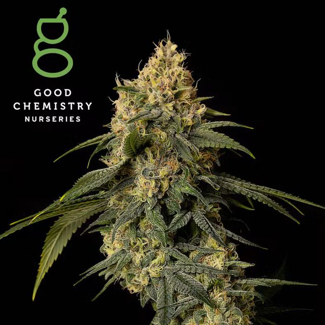 Larry Burnz Good Chemistry Nurseries Larry Burnz Good Chemistry Nurseries