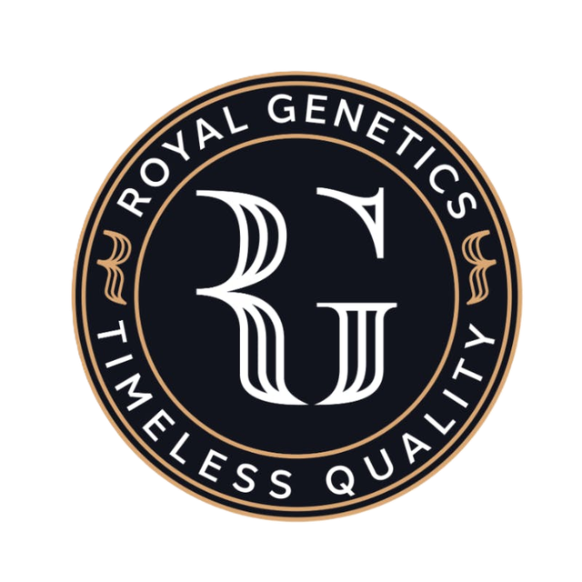 - Sour Koko Royal Genetics
