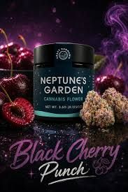 Black Cherry Punch Neptune's Garden Black Cherry Punch Neptune's Garden
