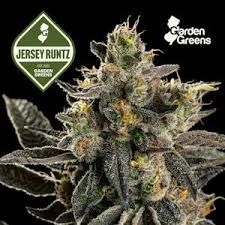 Jersey Runtz  Garden Greens