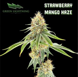 Strawberry Mango Haze - Smalls Green Lightning