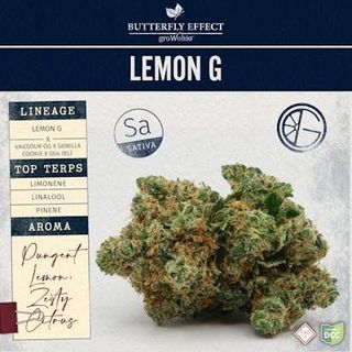 Lemon G Butterfly Effect Lemon G Butterfly Effect