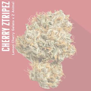 Cherry Ztripez I.N.S.A.