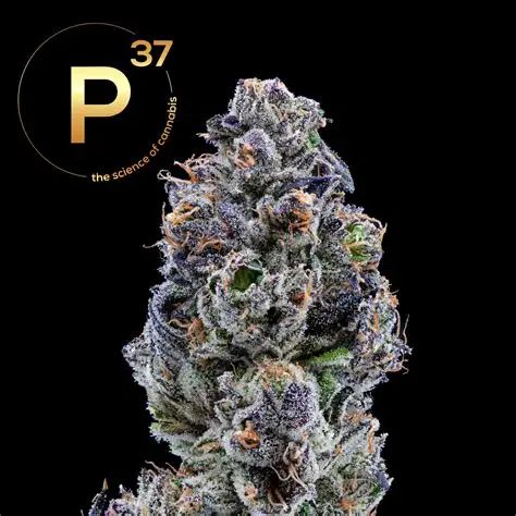 Apple Bananas Candy P37