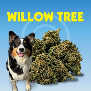 Willow Tree OUTS