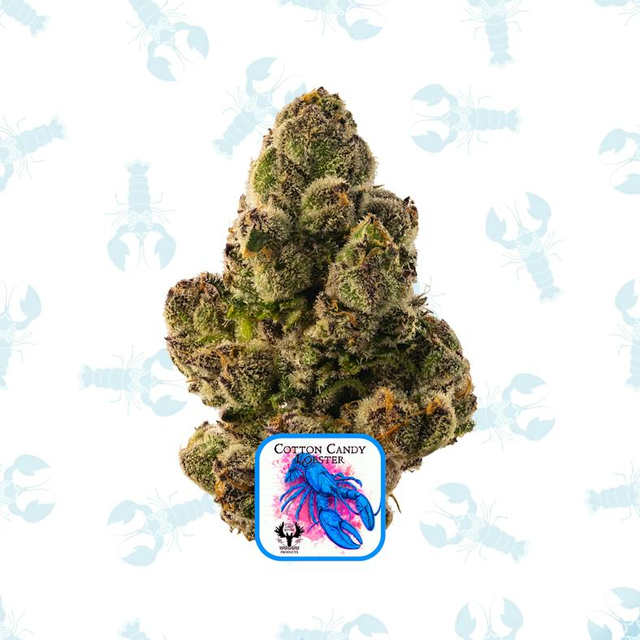 Cotton Candy Lobster 14g Lazy River Products Cotton Candy Lobster 14g Lazy River Products