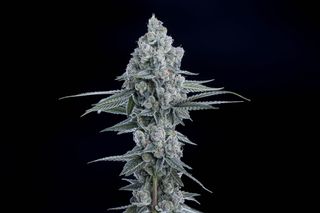 Cannabis Promo, Cannabis Sales, Cannabis Discounts, Cannabis on Sale, 20% Off Prohibition37 1