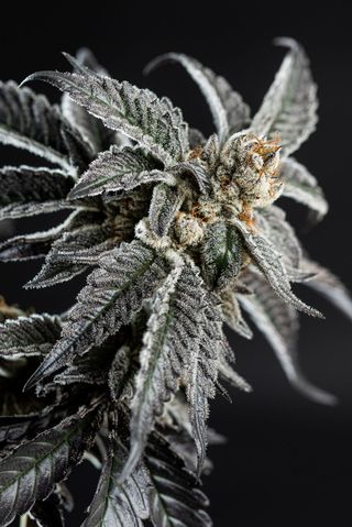 Cannabis Promo, Cannabis Sales, Cannabis Discounts, Cannabis on Sale, 20% Off Prohibition37 3