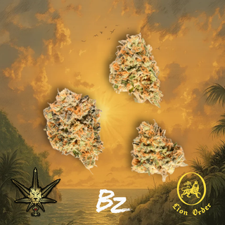 King Clementine BZ by Lion Order