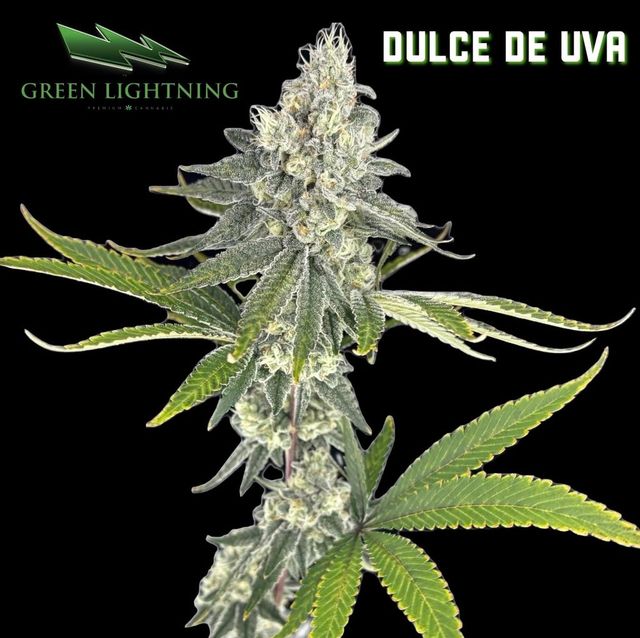 Dulce De Uva Green Lightning Dulce De Uva Green Lightning