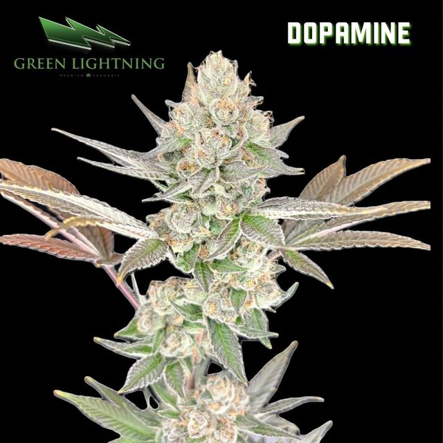 Dopamine Green Lightning Dopamine Green Lightning